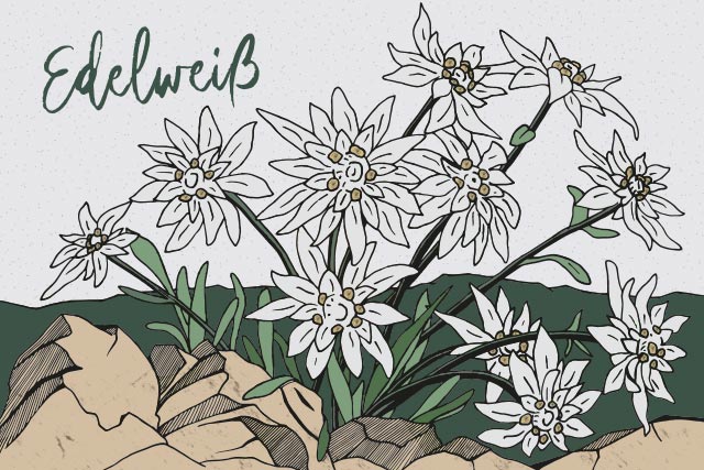 edelweiss-1